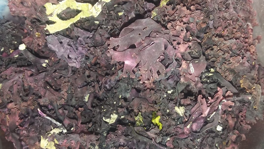 Raw, Dried Purple Chondrus Crispus